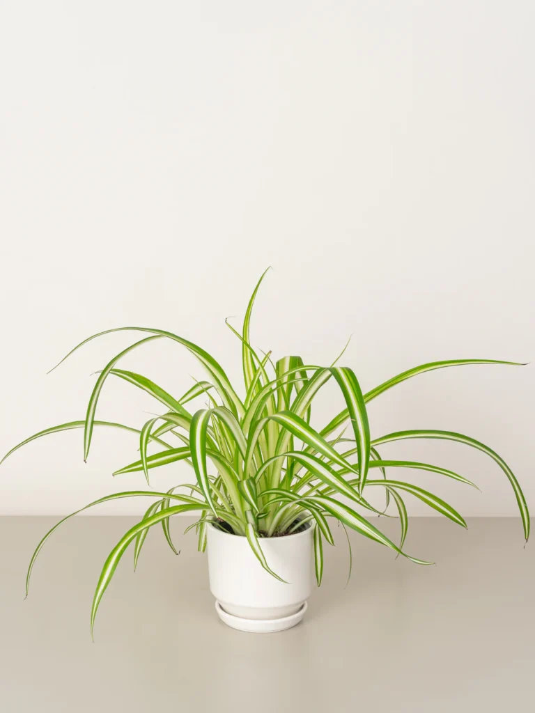 spider plant