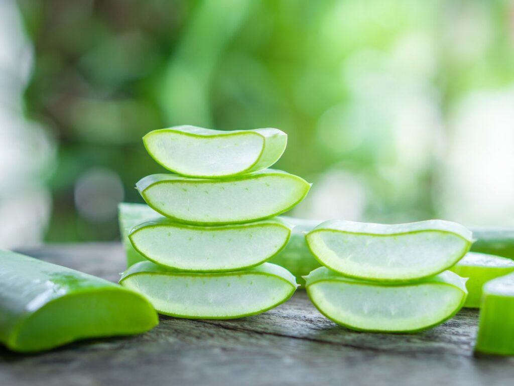 aloe vera