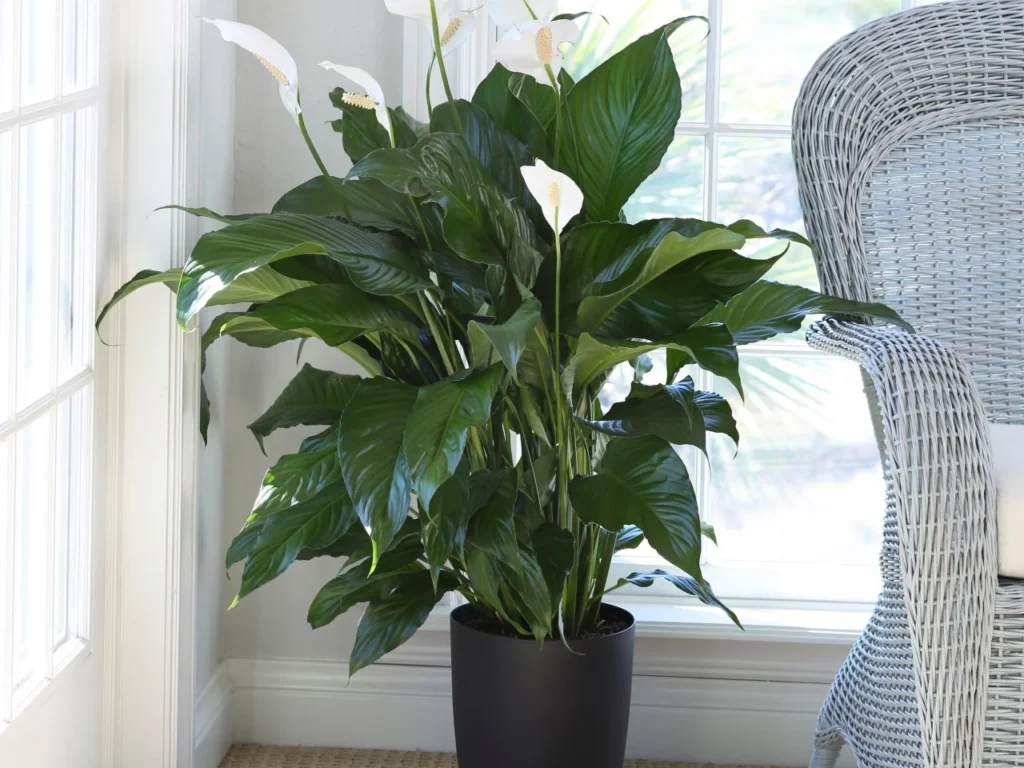 peace lily