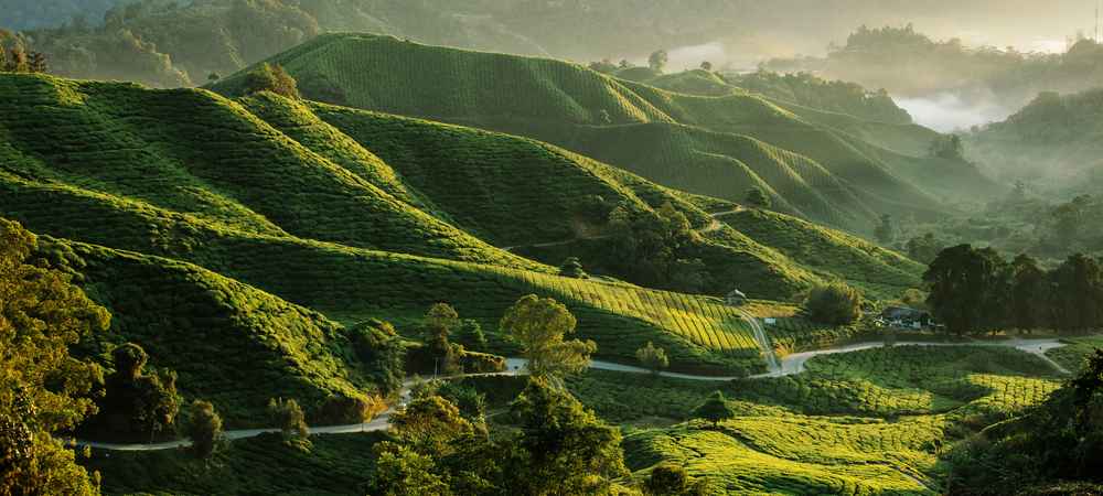 Cameron Highlands - The Green Escape