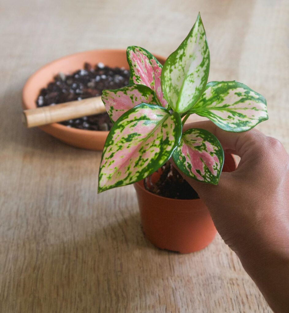 aglaonema pink